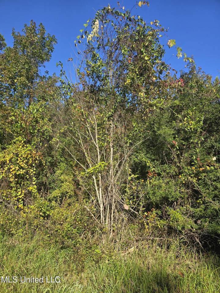  Jim Ramsey Cutoff Road - Photo 1