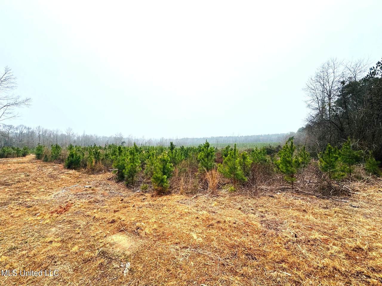 04 Sidney Ellzey Road - Photo 1
