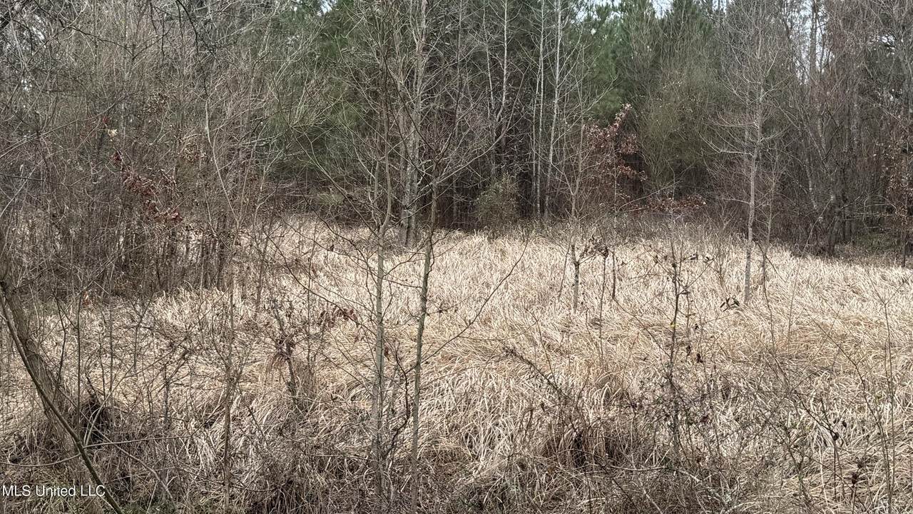 01 Magnolia Heights - Photo 1