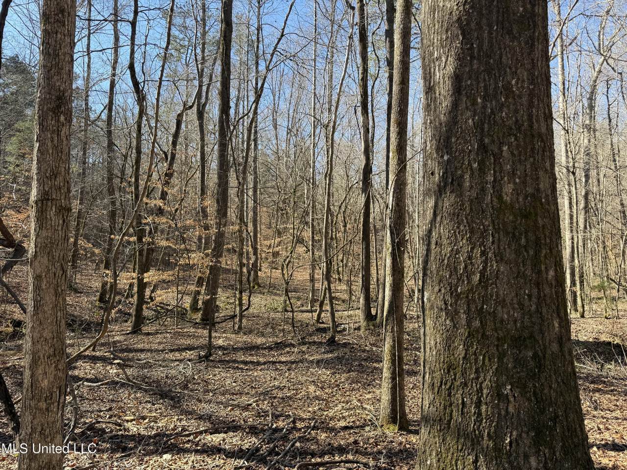  County Road 186 - Photo 1