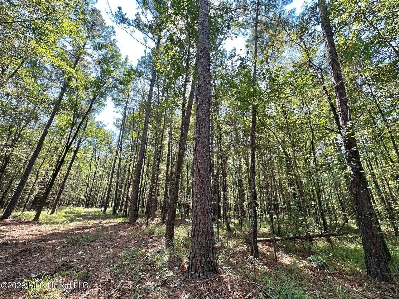 6 Forest Service Road 562 - Photo 1