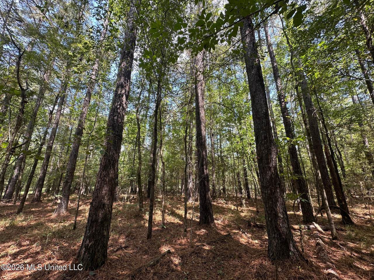 7 Forest Service Road 562 - Photo 1
