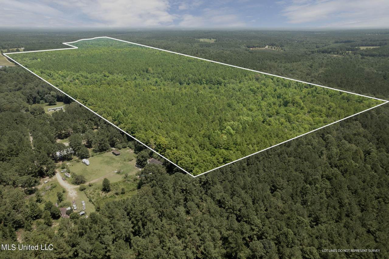  293 Acres Scruggs Road - Photo 1