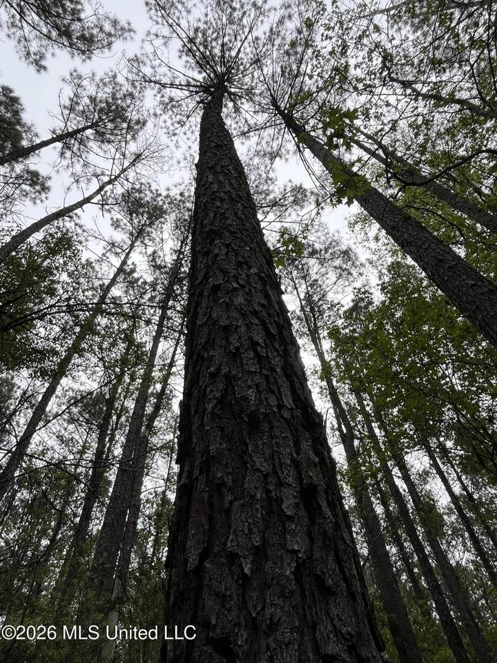  Hwy 49 - Photo 1