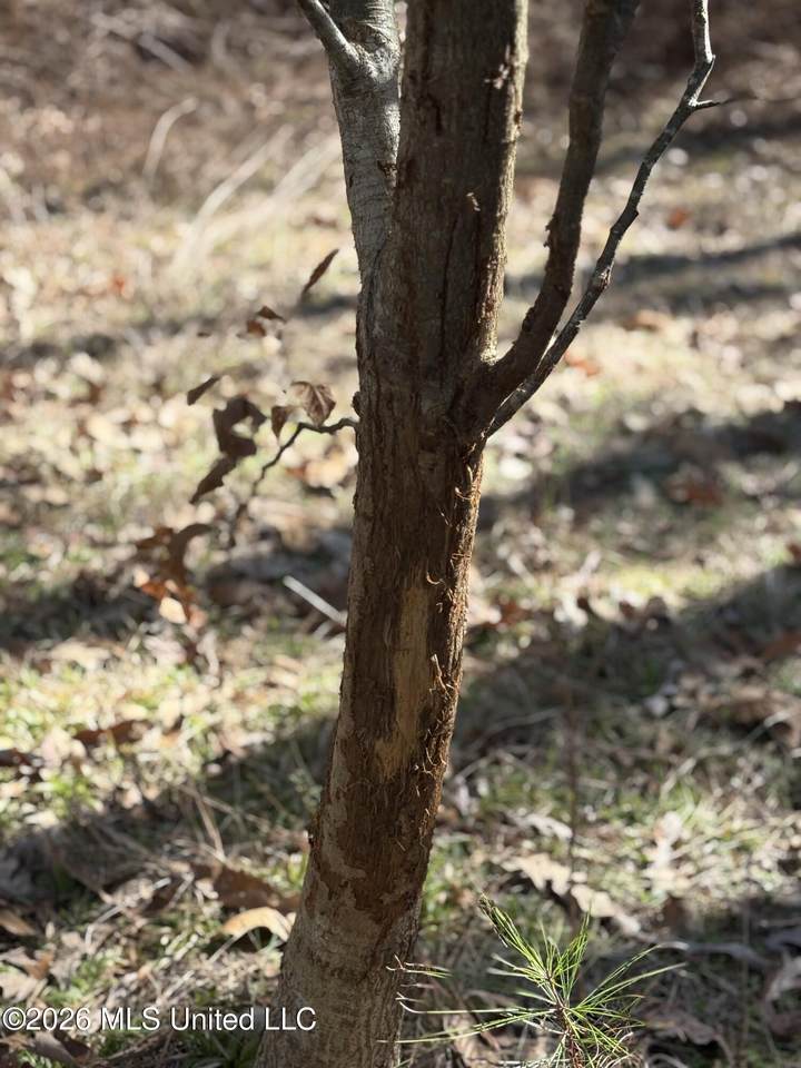 11330 Mississippi 429 - Photo 1
