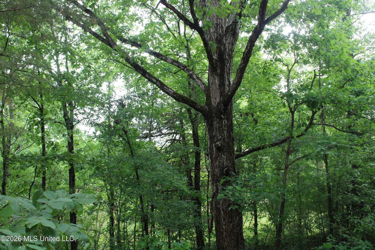 590 Richmond Road - Photo 1