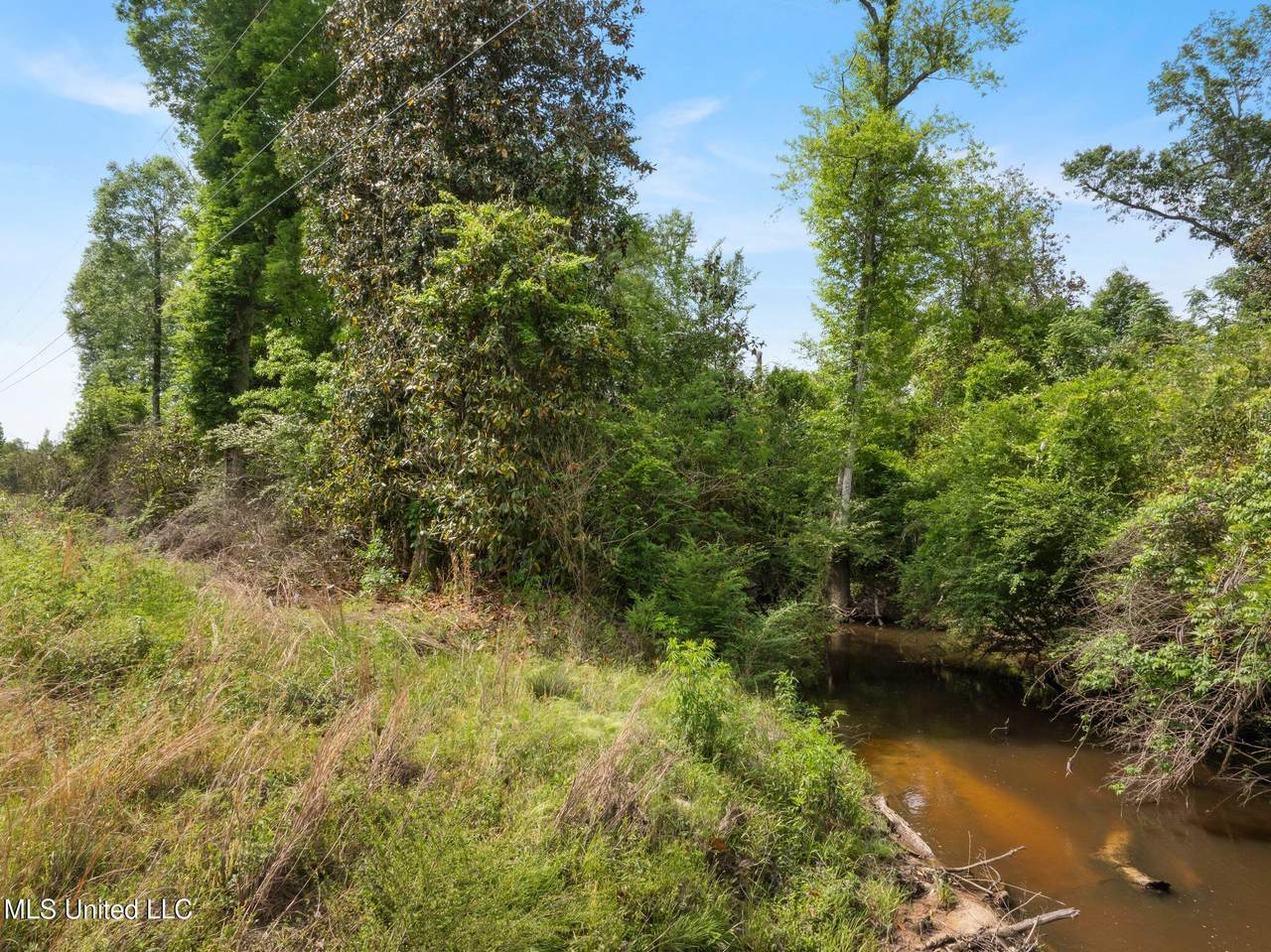 81.64 Acres William Warren Road - Photo 1
