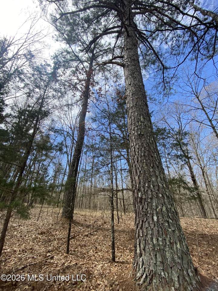  12 Acres Wall Hill Farms Road - Photo 1