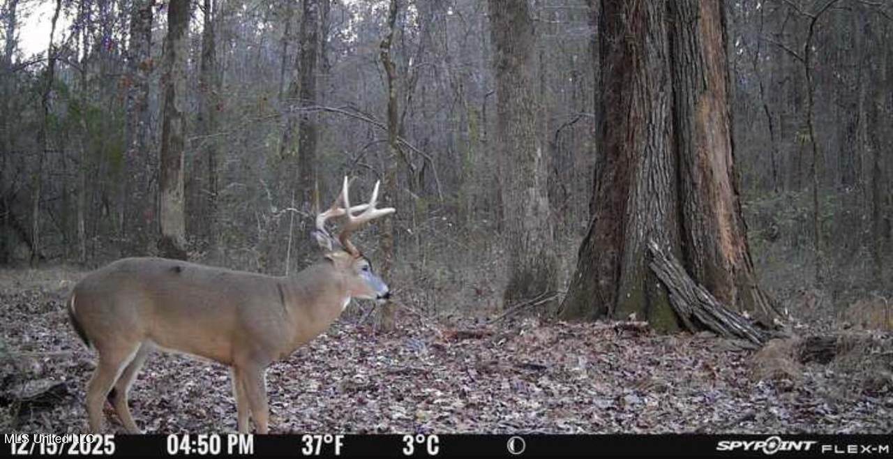 1851 Swamp Road - Photo 1