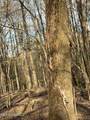  Fogg Road - Photo 18
