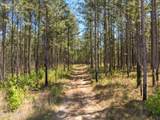 703 Ac +/- Purvis To Baxterville Road - Photo 6