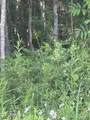  Cantania/Ridge Road - Photo 5