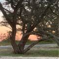 Lot 22 Belle Fontaine Drive - Photo 4