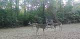 377a Deep Creek Road - Photo 29