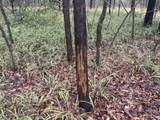 0 Cooperlow Road - Photo 34