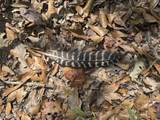 0 Cooperlow Road - Photo 53
