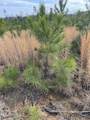  Co Rd 419 - Photo 8