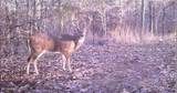  Holly Grove-Meeks Road - Photo 2