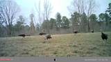 609 Co Rd 333 - Photo 42