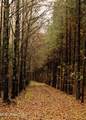 745 Black Jack Road - Photo 42