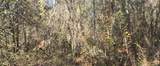 10 Mile Creek Road - Photo 65