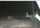 10787 Old Highway 24 Lane - Photo 43