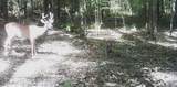 515 County Road 247 Country Road - Photo 20