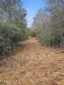  Saracennia Road - Photo 26