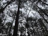  Mount Elam Church Road - Photo 12