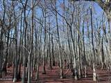  County Road 526 - Photo 1