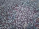  County Road 526 - Photo 11