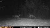  U.S. Highway 51 - Photo 142