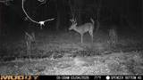  Bogue Chitto Road - Photo 1