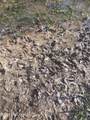  Bogue Chitto Road - Photo 7