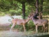  Frog Ridge Road - Photo 59