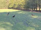  Frog Ridge Road - Photo 61