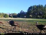 2 Forest Service Road 562 - Photo 41
