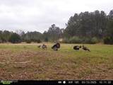 2 Forest Service Road 562 - Photo 42