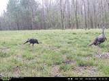 5 Forest Service Road 562 - Photo 20