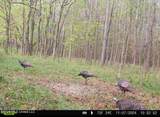 8 Forest Service Road 562 - Photo 5