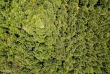  293 Acres Scruggs Road - Photo 22