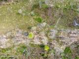 0 Scruggs Road - Photo 6