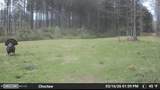  Cutts Road - Photo 16