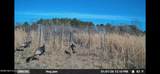 86 Cripple Creek Lane - Photo 29