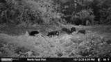 86 Cripple Creek Lane - Photo 32