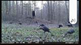 5582 White Apple Road - Photo 70
