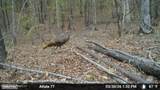  Old Trace Road - Photo 22