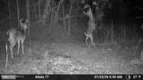  Old Trace Road - Photo 25