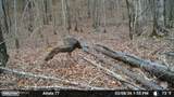  Old Trace Road - Photo 28