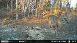  Old Trace Road - Photo 5